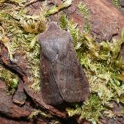 Orthosia populeti (Fabricius, 1781) - Orthosie du Peuplier, Téniocampe du Peuplier