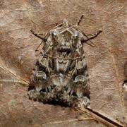 Pachetra sagittigera (Hufnagel, 1766) - Coureuse