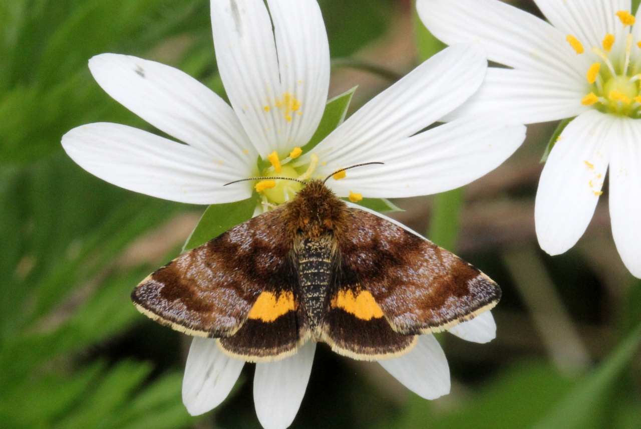 Panemeria tenebrata (Scopoli, 1763) - Noctuelle héliaque, Noctuelle polynome