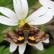 Panemeria tenebrata (Scopoli, 1763) - Noctuelle héliaque, Noctuelle polynome