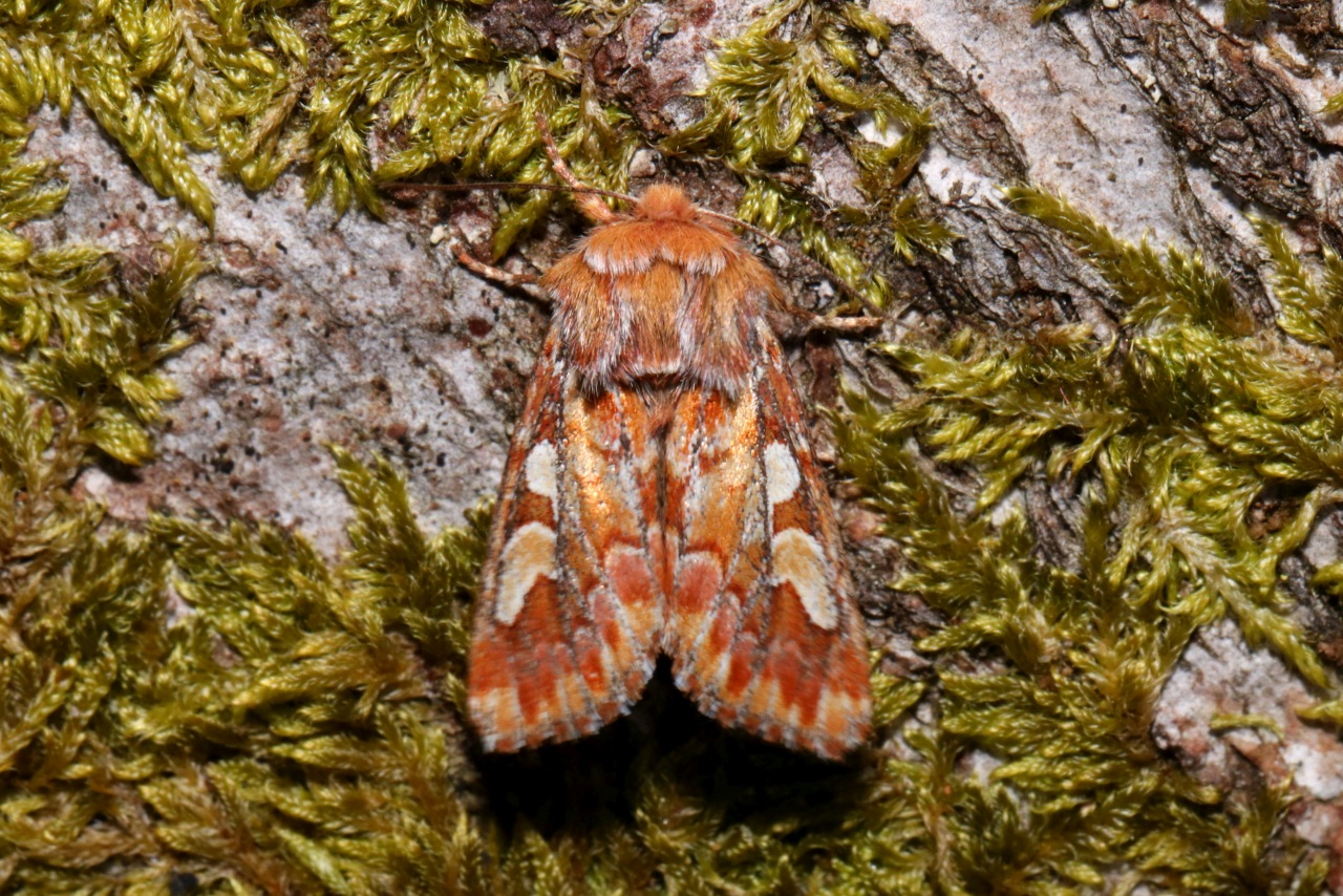 Panolis flammea (Denis & Schiffermüller, 1775) - Noctuelle du Pin