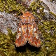 Panolis flammea (Denis & Schiffermüller, 1775) - Noctuelle du Pin