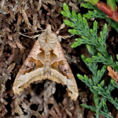 Phlogophora meticulosa (Linnaeus, 1758) - Méticuleuse, Craintive