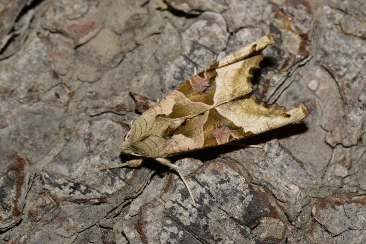 Phlogophora meticulosa (Linnaeus, 1758) - Méticuleuse, Craintive