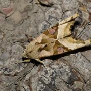 Phlogophora meticulosa (Linnaeus, 1758) - Méticuleuse, Craintive