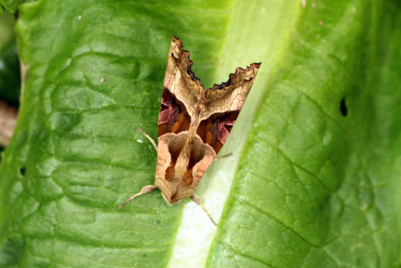 Phlogophora meticulosa (Linnaeus, 1758) - Méticuleuse, Craintive