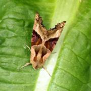 Phlogophora meticulosa (Linnaeus, 1758) - Méticuleuse, Craintive