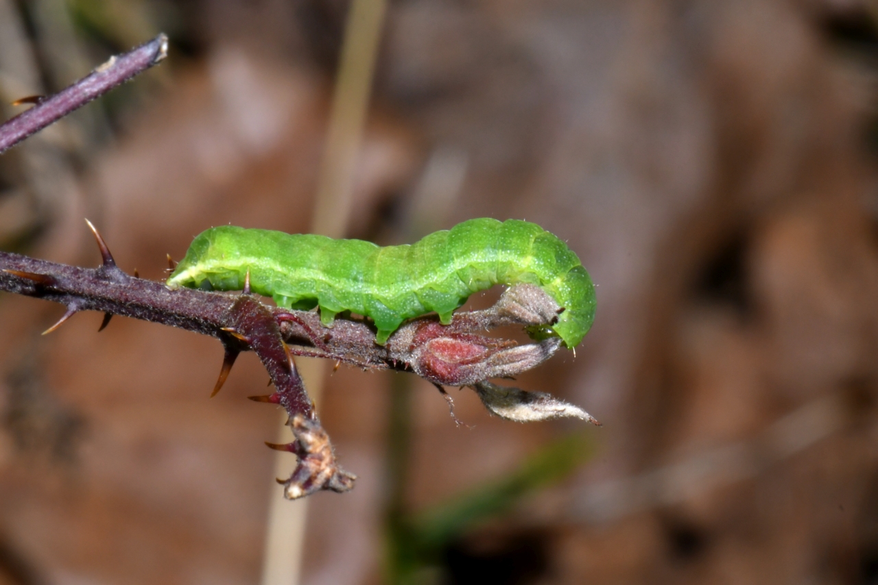 Phlogophora meticulosa (Linnaeus, 1758) - Méticuleuse, Craintive (chenille)