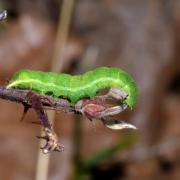 Phlogophora meticulosa (Linnaeus, 1758) - Méticuleuse, Craintive (chenille)