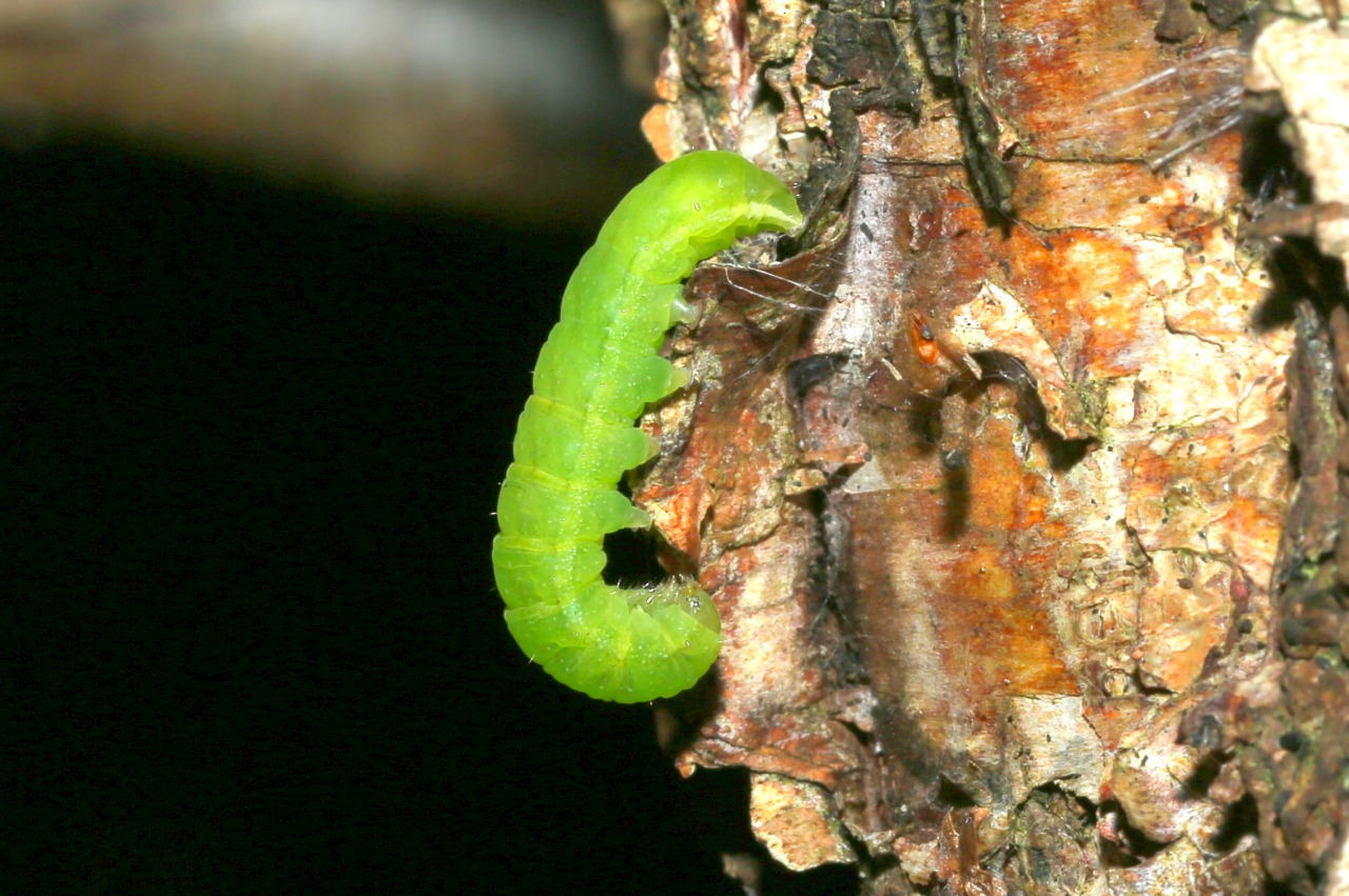 Phlogophora meticulosa (Linnaeus, 1758) - Méticuleuse, Craintive (chenille)