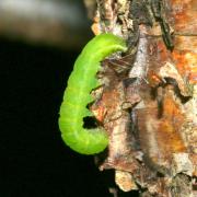 Phlogophora meticulosa (Linnaeus, 1758) - Méticuleuse, Craintive (chenille)