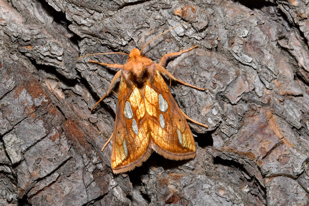 Plusia festucae (Linnaeus, 1758) - Plusie de la Fétuque, Riche 