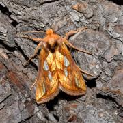 Plusia festucae (Linnaeus, 1758) - Plusie de la Fétuque, Riche 