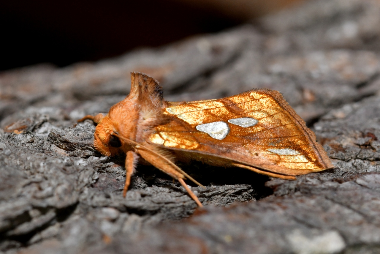 Plusia festucae (Linnaeus, 1758) - Plusie de la Fétuque, Riche