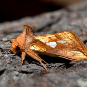 Plusia festucae (Linnaeus, 1758) - Plusie de la Fétuque, Riche