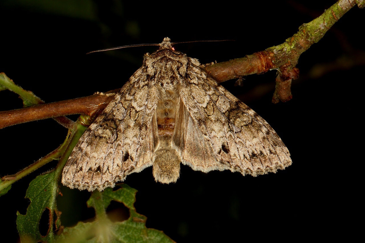 Polia nebulosa (Hufnagel, 1766) - Noctuelle nébuleuse, Brodée