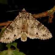 Polia nebulosa (Hufnagel, 1766) - Noctuelle nébuleuse, Brodée