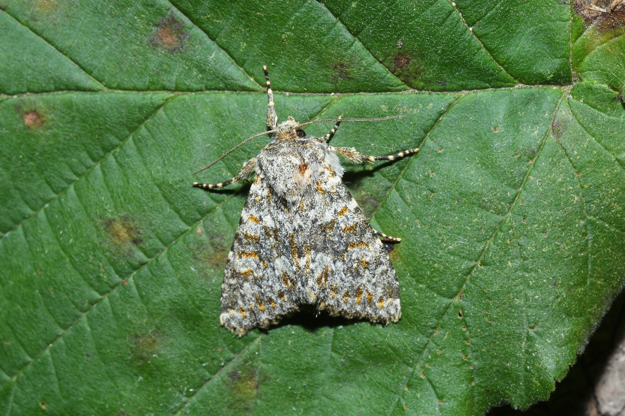 Polymixis flavicincta (Denis & Schiffermüller, 1775) - Ceinture jaune 