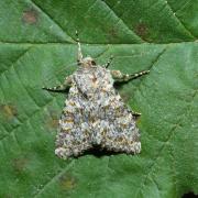 Polymixis flavicincta (Denis & Schiffermüller, 1775) - Ceinture jaune 