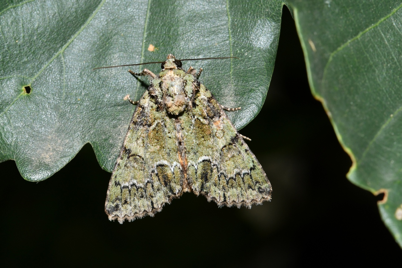 Polyphaenis sericata (Esper, 1787) - Noctuelle du Camérisier