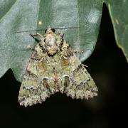 Polyphaenis sericata (Esper, 1787) - Noctuelle du Camérisier