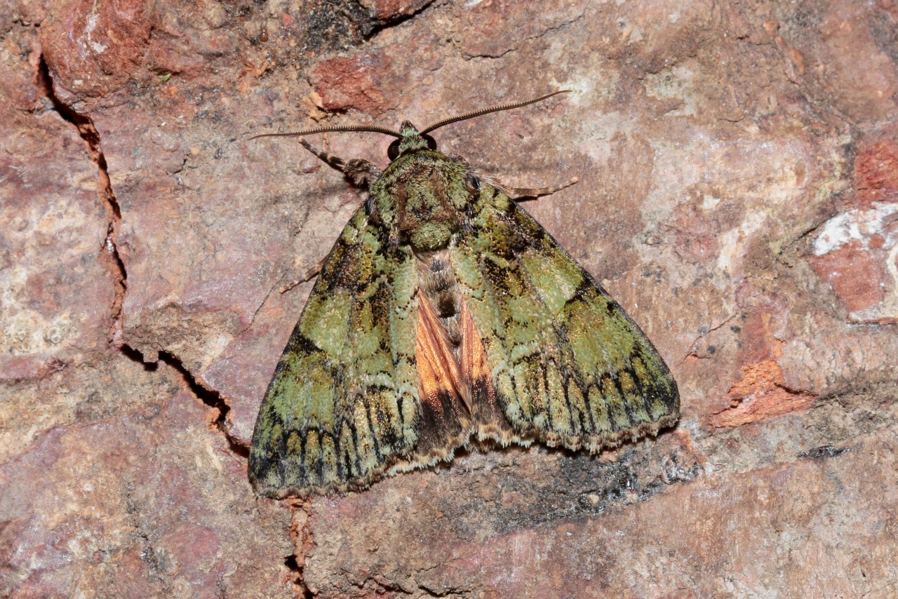 Polyphaenis sericata (Esper, 1787) - Noctuelle du Camérisier 