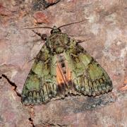 Polyphaenis sericata (Esper, 1787) - Noctuelle du Camérisier 