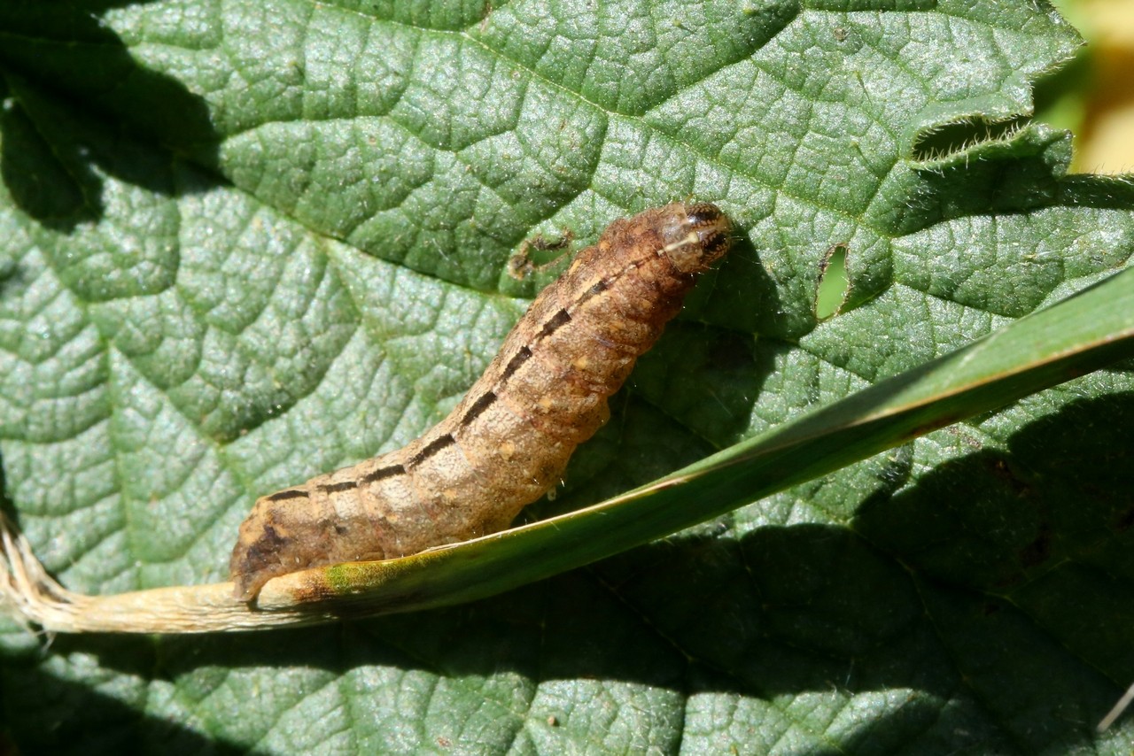 Polyphaenis sericata (Esper, 1787) - Noctuelle du Camérisier (chenille)