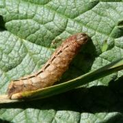 Polyphaenis sericata (Esper, 1787) - Noctuelle du Camérisier (chenille)