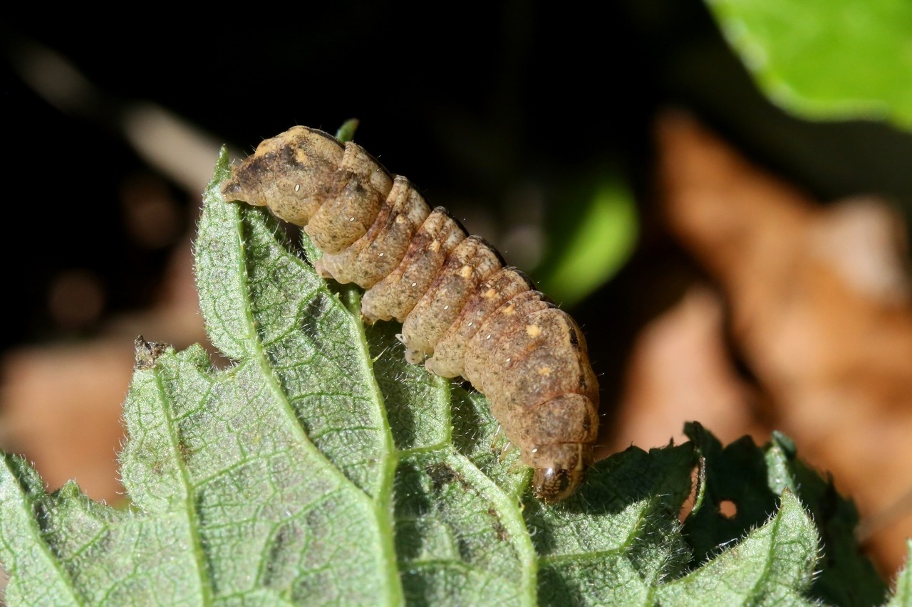 Polyphaenis sericata (Esper, 1787) - Noctuelle du Camérisier (chenille)