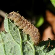 Polyphaenis sericata (Esper, 1787) - Noctuelle du Camérisier (chenille)