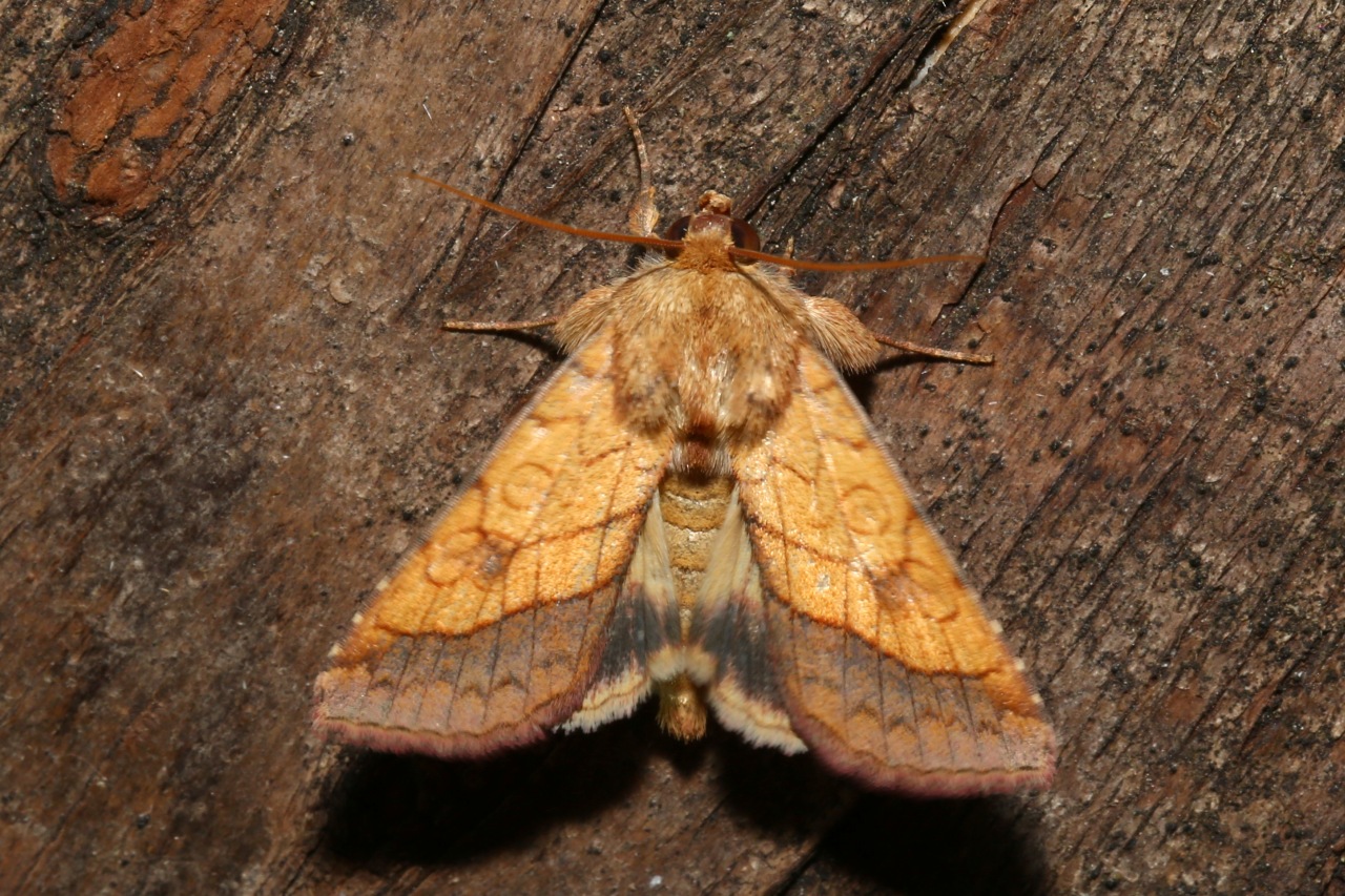 Pyrrhia umbra (Hufnagel, 1766) - Chrysographe, Noctuelle marginée