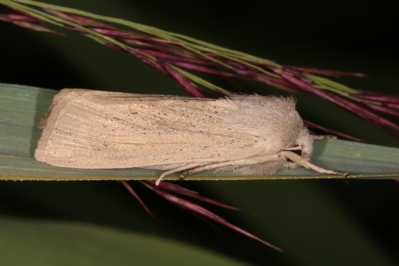 Rhizedra lutosa (Hübner, 1803) - Noctuelle du Roseau, Noctuelle limoneuse