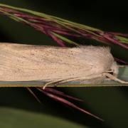 Rhizedra lutosa (Hübner, 1803) - Noctuelle du Roseau, Noctuelle limoneuse