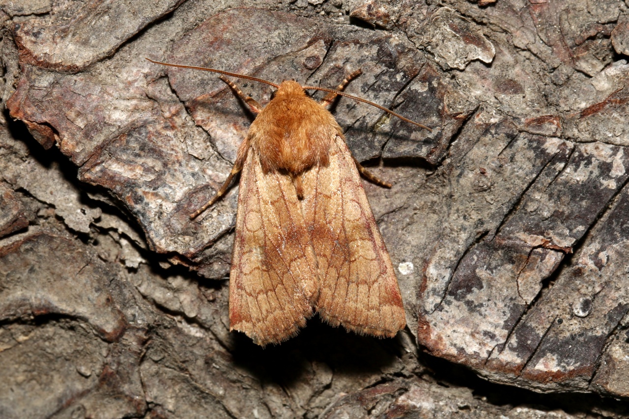 Sideridis lampra (Schawerda, 1913) - Noctuelle du Séséli