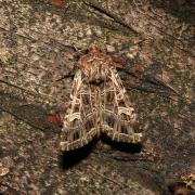 Sideridis reticulata (Goeze, 1781) - Noctuelle de la Saponaire