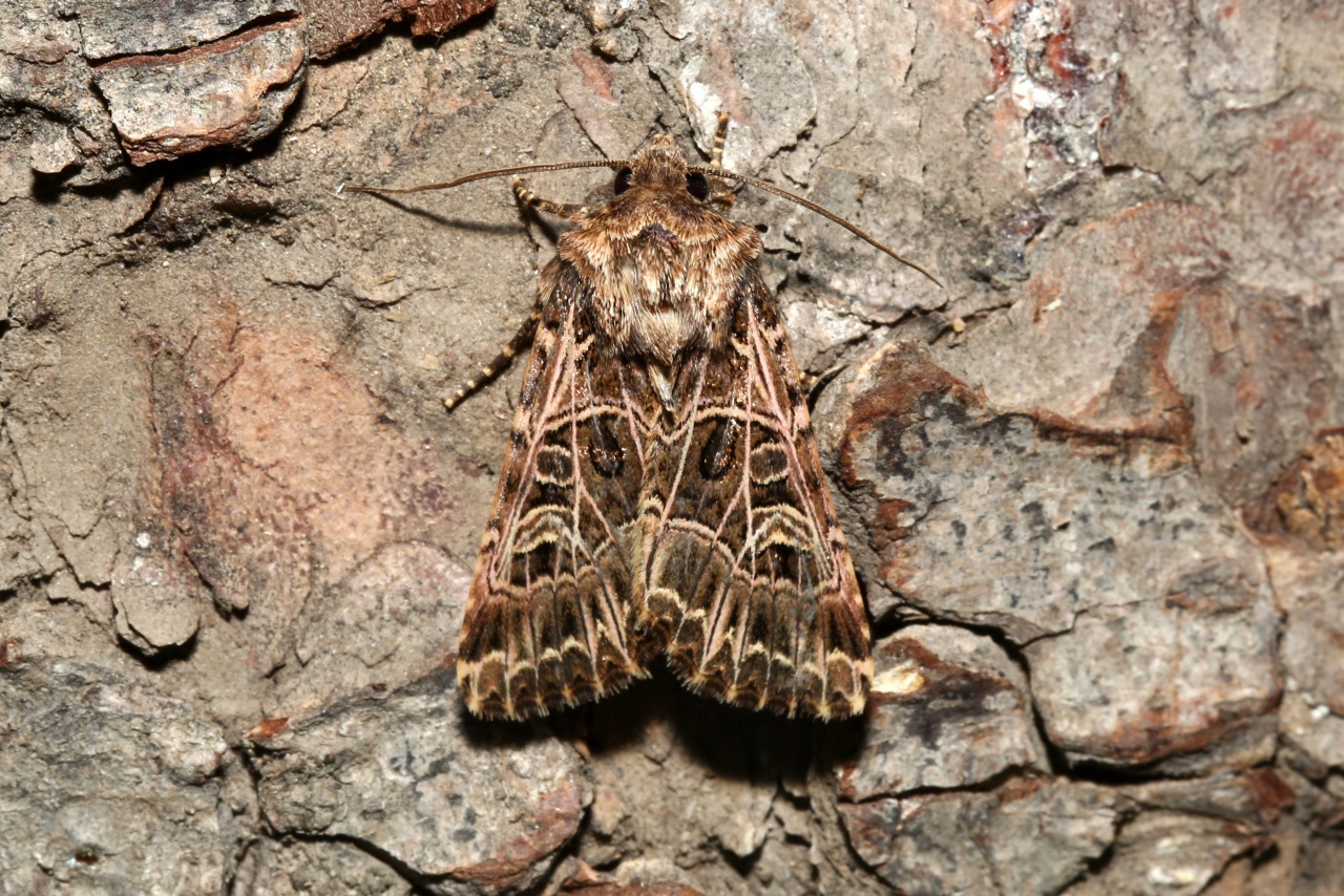 Sideridis reticulata (Goeze, 1781) - Noctuelle de la Saponaire