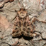 Sideridis reticulata (Goeze, 1781) - Noctuelle de la Saponaire