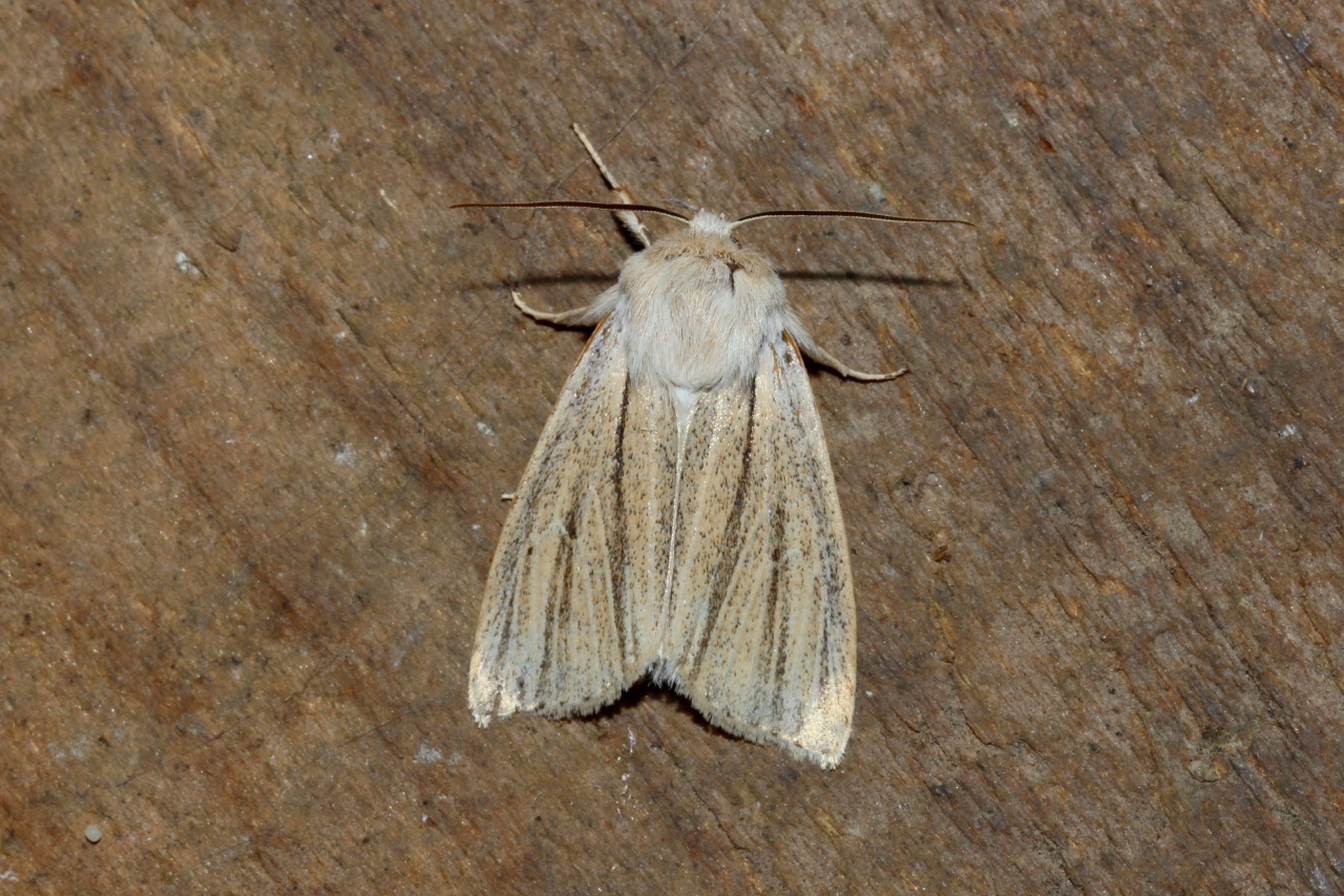 Acronicta albovenosa (Goeze, 1781) - Noctuelle veineuse