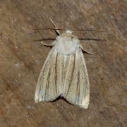 Acronicta albovenosa (Goeze, 1781) - Noctuelle veineuse