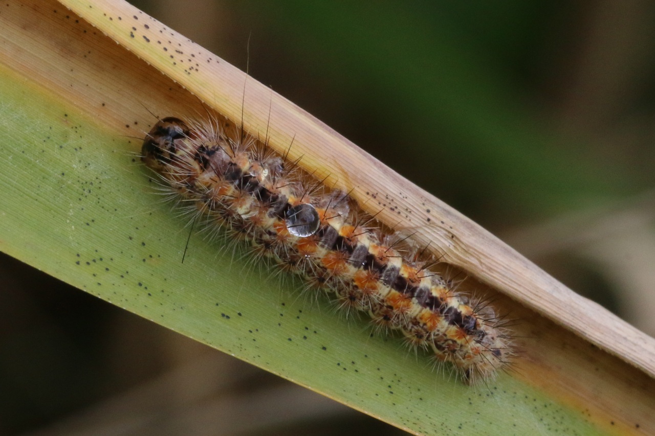 Acronicta albovenosa (Goeze, 1781) - Noctuelle veineuse (chenille)