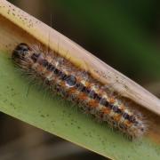 Acronicta albovenosa (Goeze, 1781) - Noctuelle veineuse (chenille)