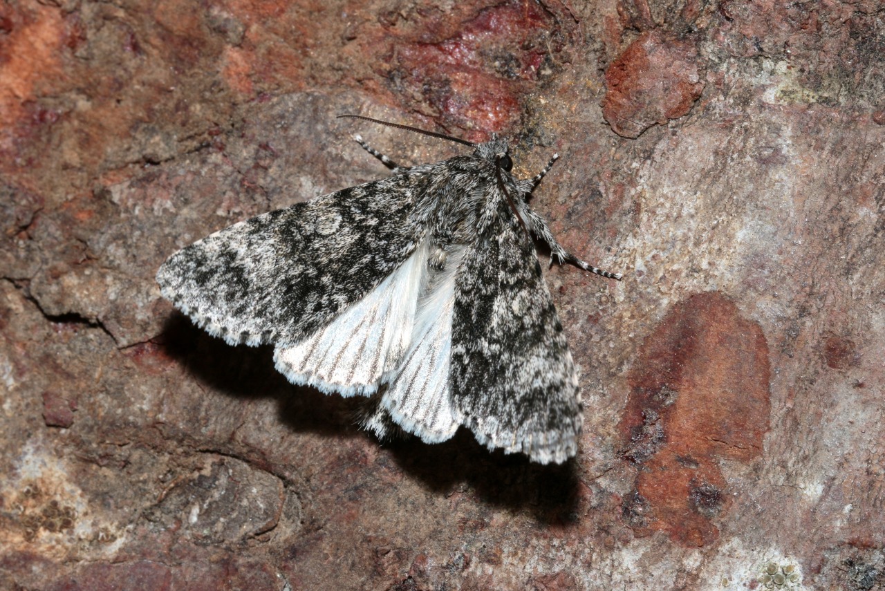 Acronicta megacephala (Denis & Schiffermüller, 1775) - Noctuelle mégacéphale