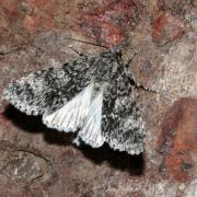 Acronicta megacephala (Denis & Schiffermüller, 1775) - Noctuelle mégacéphale