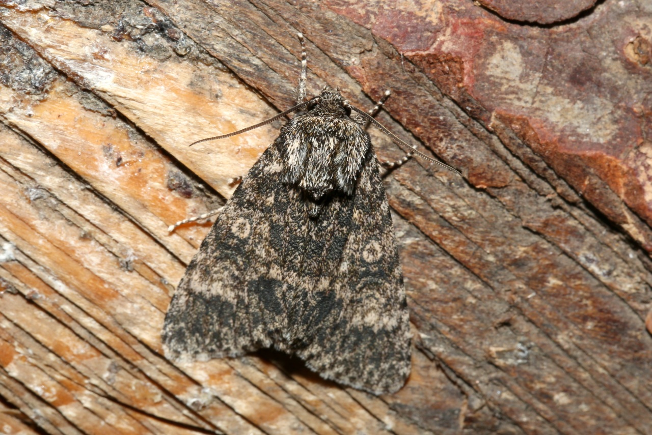 Acronicta megacephala (Denis & Schiffermüller, 1775) - Noctuelle mégacéphale