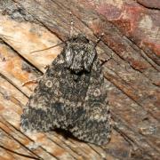 Acronicta megacephala (Denis & Schiffermüller, 1775) - Noctuelle mégacéphale