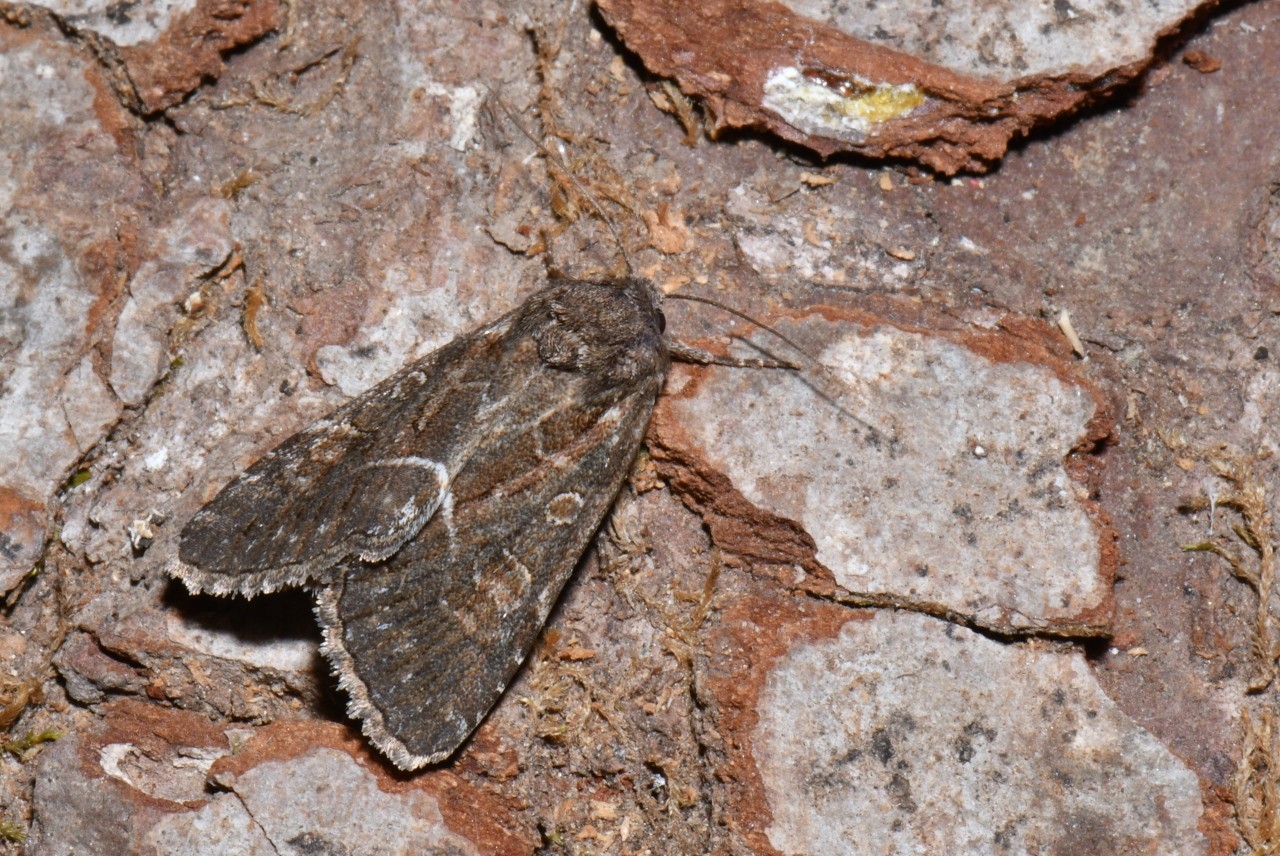 Thalpophila matura (Hufnagel, 1766) - Noctuelle cythérée 