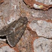 Thalpophila matura (Hufnagel, 1766) - Noctuelle cythérée 