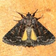 Thalpophila matura (Hufnagel, 1766) - Noctuelle cythérée