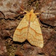 Tiliacea citrago (Linnaeus, 1758) - Xanthie citronnée 